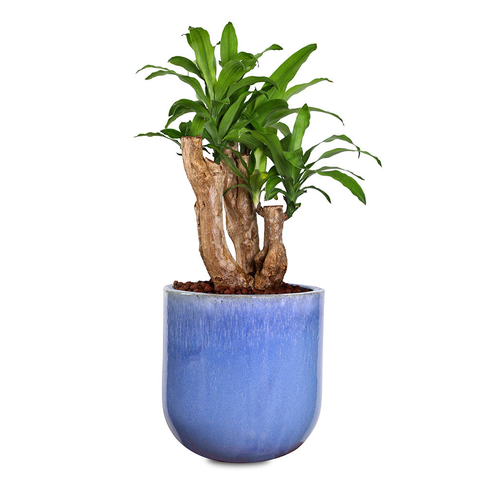 blue dracaena plant DRACAENA IN ZEIST ICY BLUE CERAMIC PLANTER - دراسينا