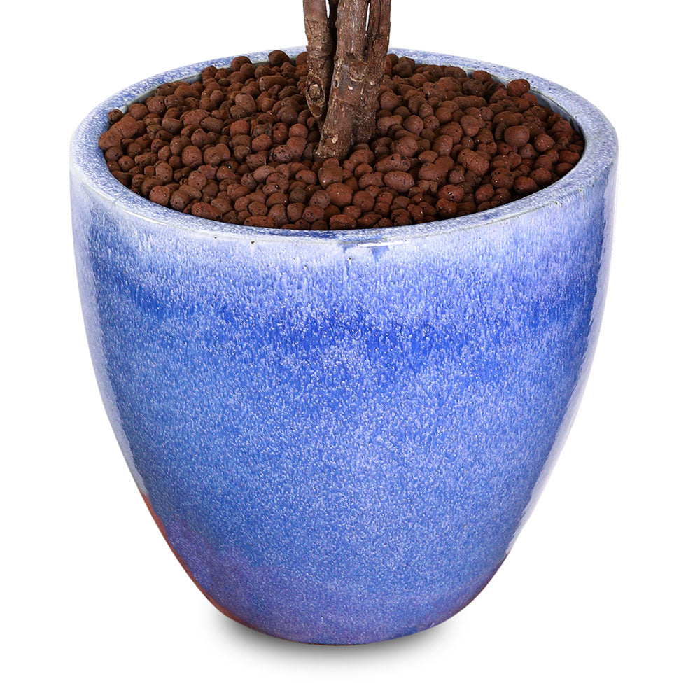 FICUS LYRATA IN ICY BLUE CERAMIC PLANTER