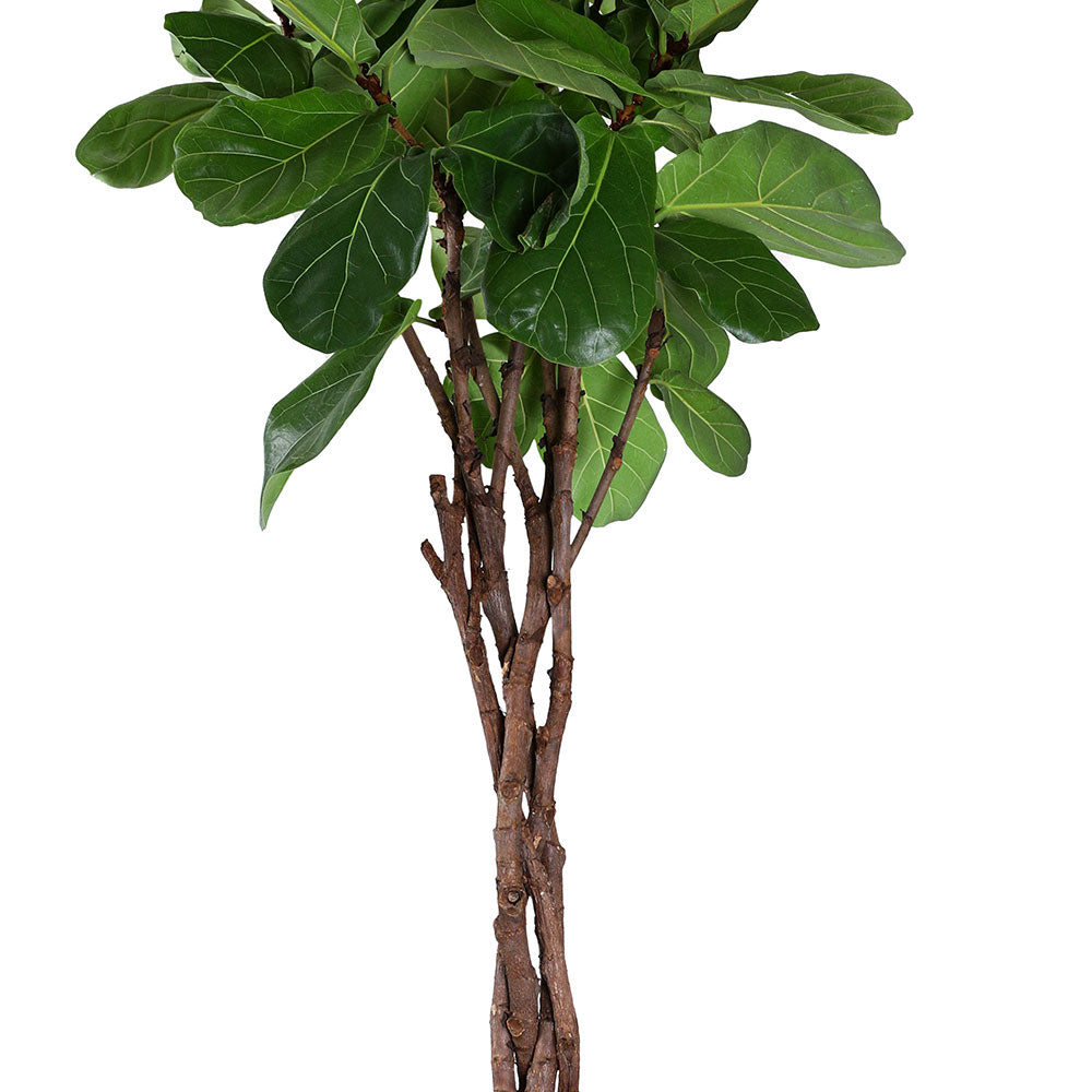 FICUS LYRATA IN ICY BLUE CERAMIC PLANTER