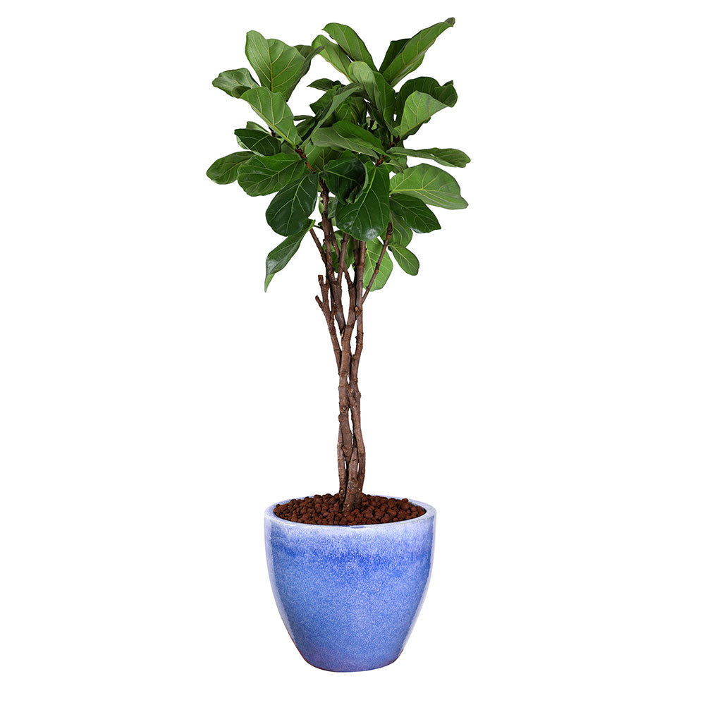FICUS LYRATA IN ICY BLUE CERAMIC PLANTER