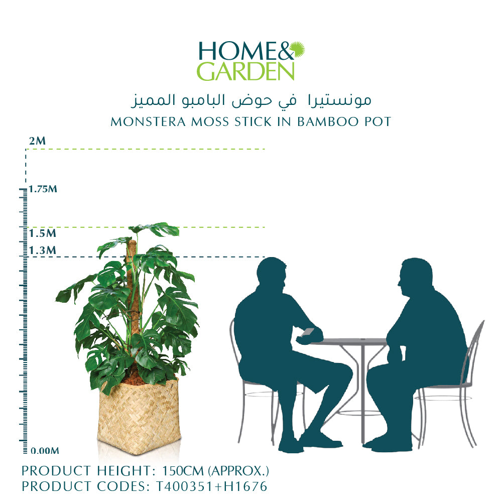 MONSTERA MOSS STICK IN BAMBOO POT - مونستيرا في حوض البامبو المميز