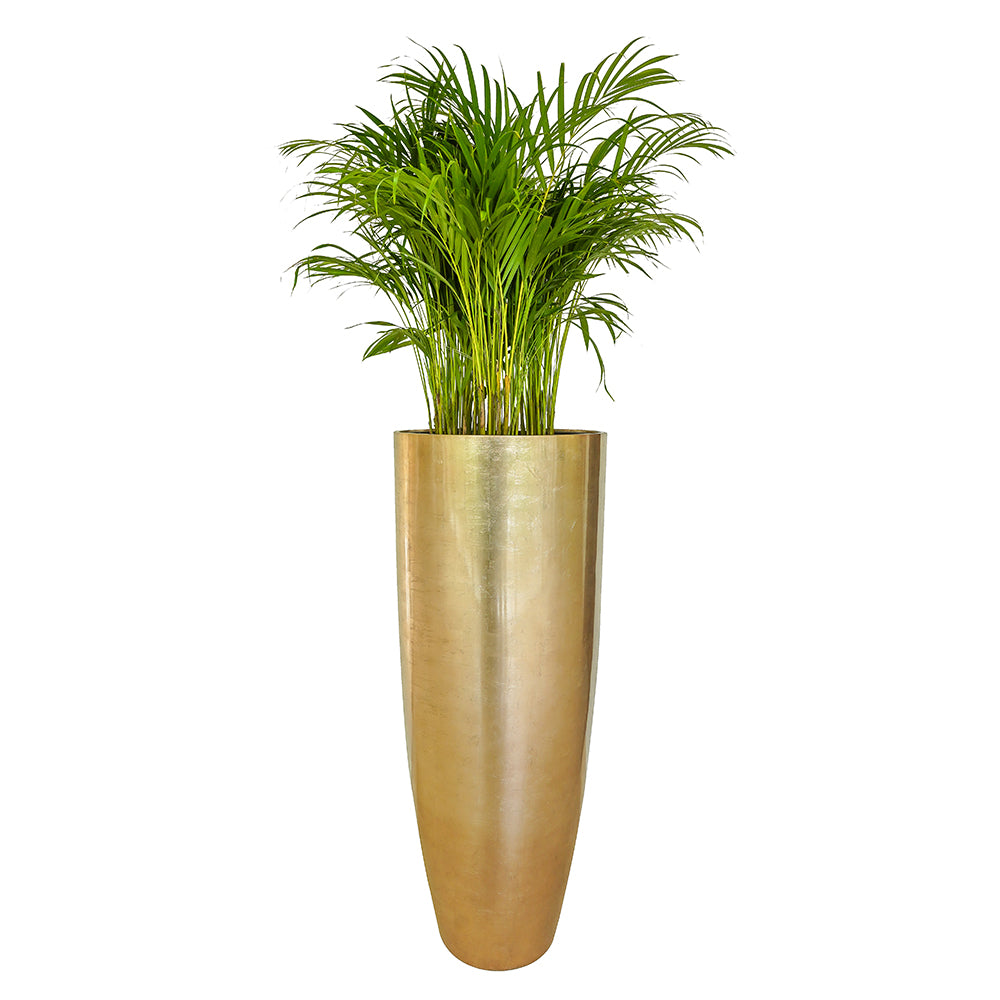 Areca Palm Potted In Tall Polyresin Pot Online Indoor Plants Kuwait