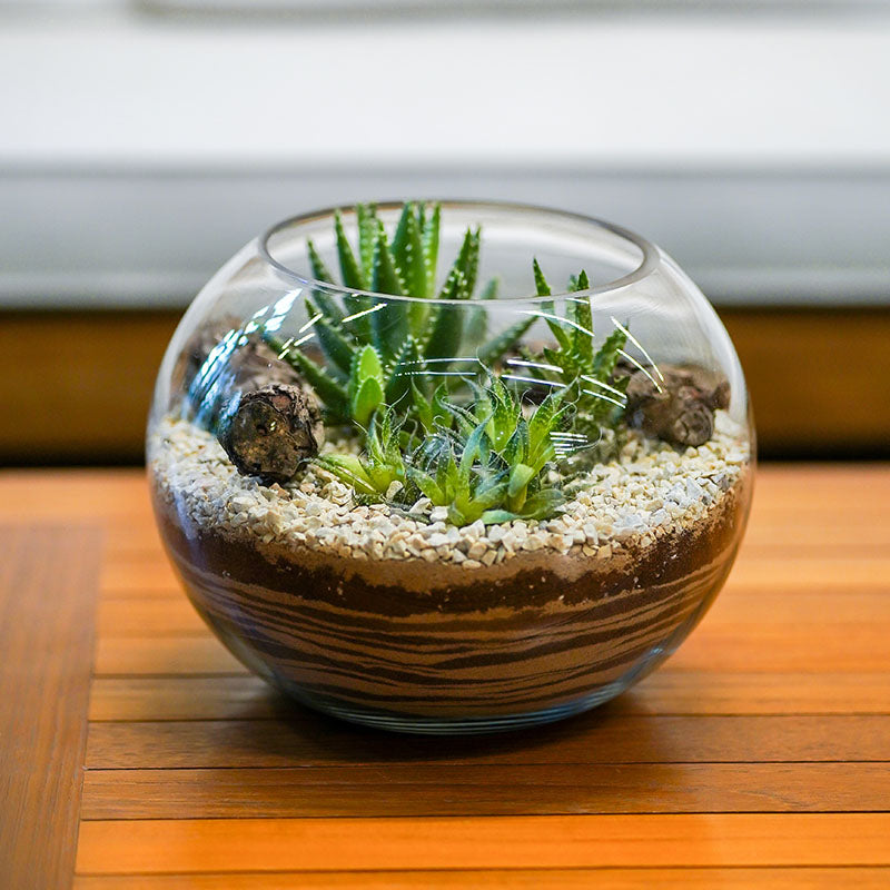 ALOE MIXED IN GLASS TERRARIUM التجمع الساحر لأنواع مختلفة من الصبار