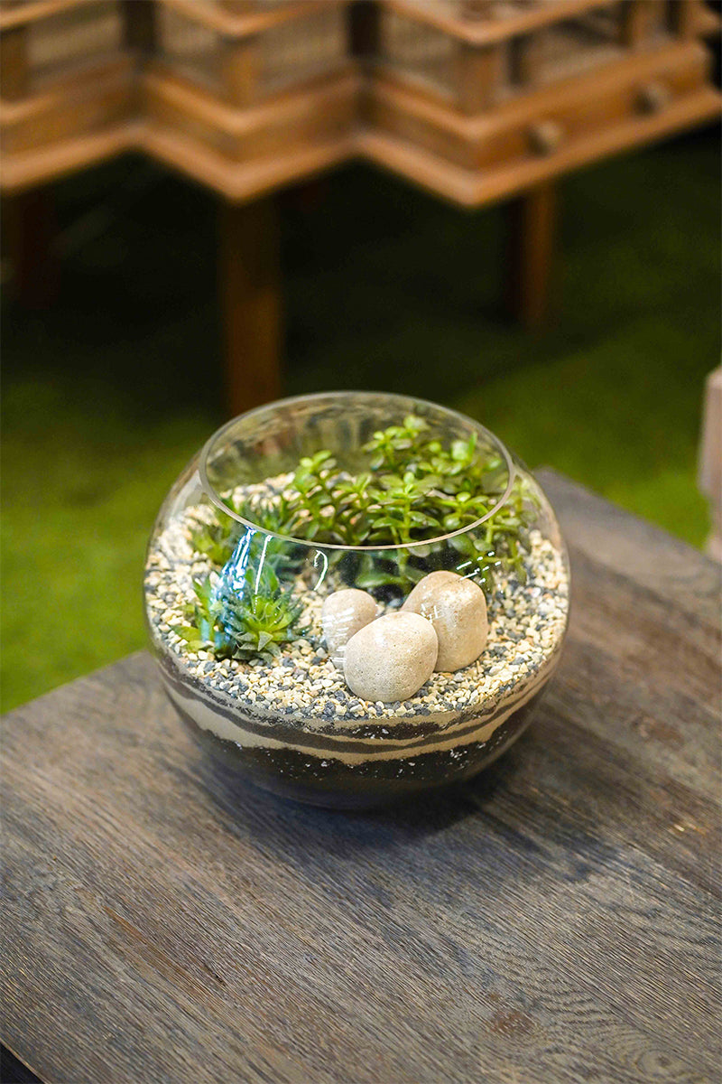 CACTUS IN GLASS TERRANIUM جمال الصبار يتألق في تصميم زجاجي فريد