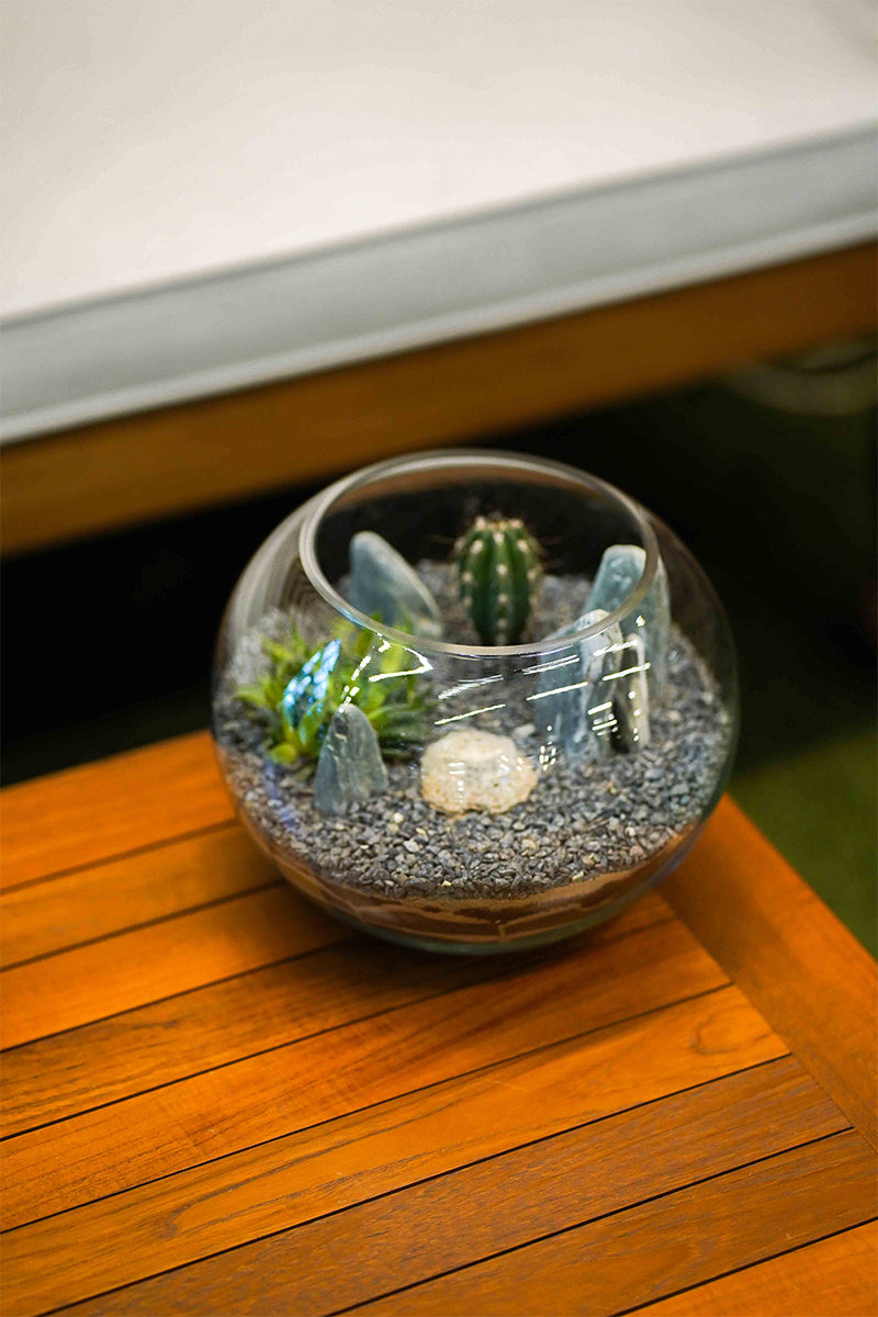 CACTUS IN GLASS TERRANIUM جمال الصبار يتألق في تصميم زجاجي فريد