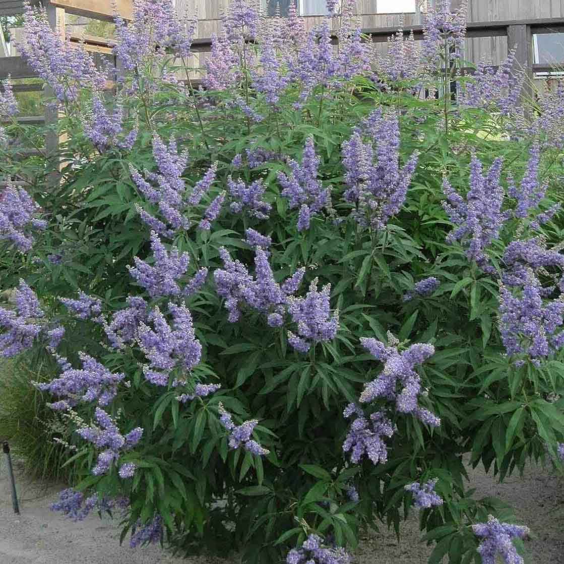 VITEX AGNUS CASTUS - كف مريم