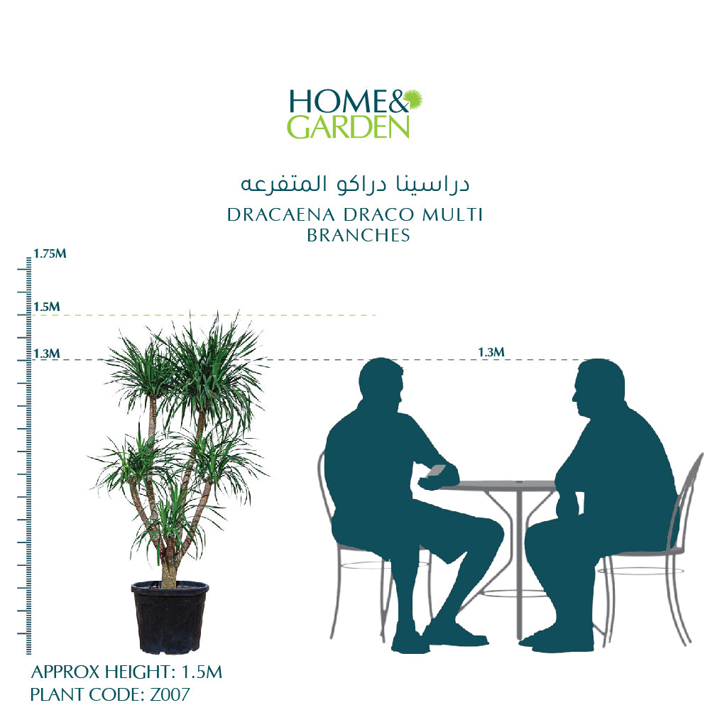 دراسينا دراكو المتفرعه