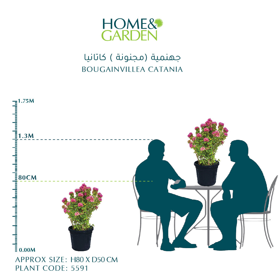 BOUGAINVILLEA CATANIA جهنمية (مجنونة ) كاتانيا