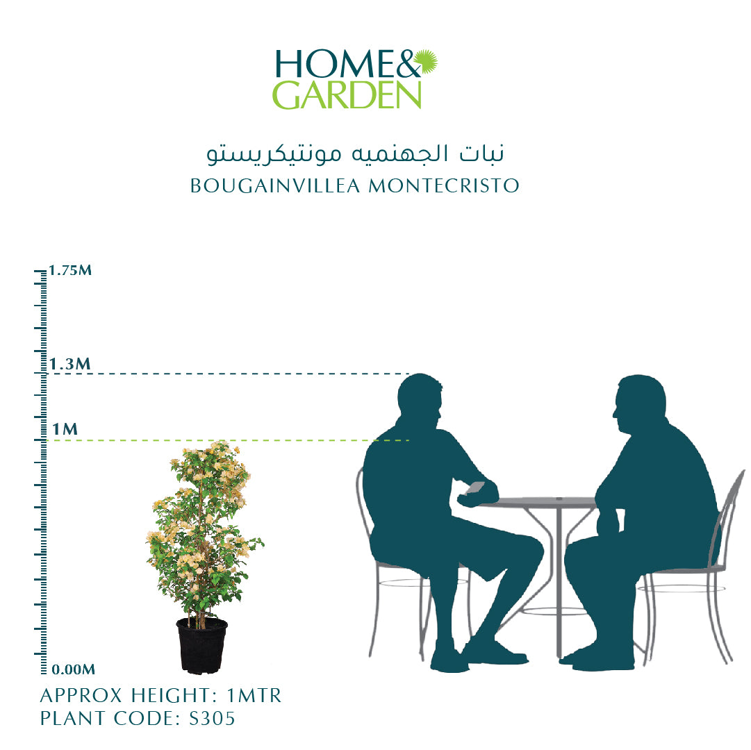 BOUGAINVILLEA MONTECRISTO 1 MTR جهنمية (مجنونة)