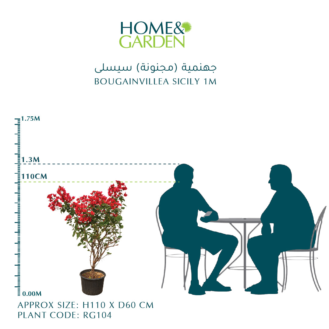 BOUGAINVILLEA SICILY 1M جهنمية (مجنونة) سيسلى
