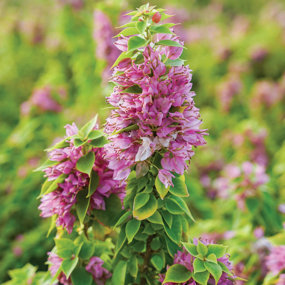 BOUGAINVILLEA CATANIA جهنمية (مجنونة ) كاتانيا