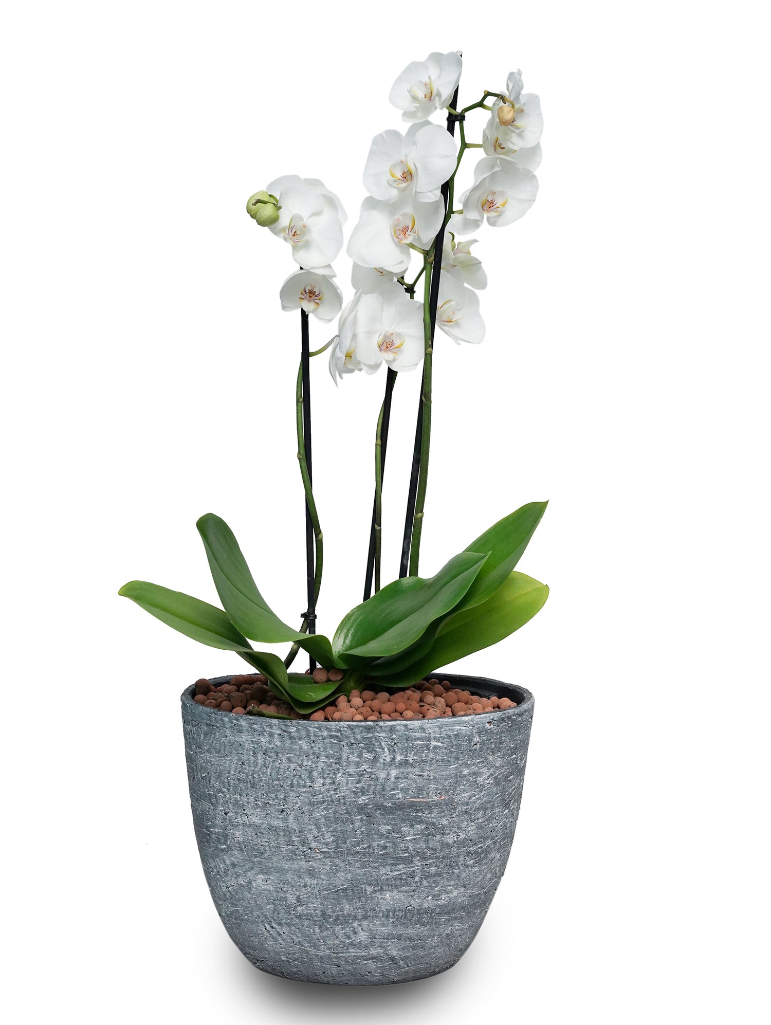 WHITE ORCHID IN BLACK KARLIJN PLANTER ROUND CERAMIC POT - أوركيد أبيض في حوض سيراميك دائري أسود كارلين