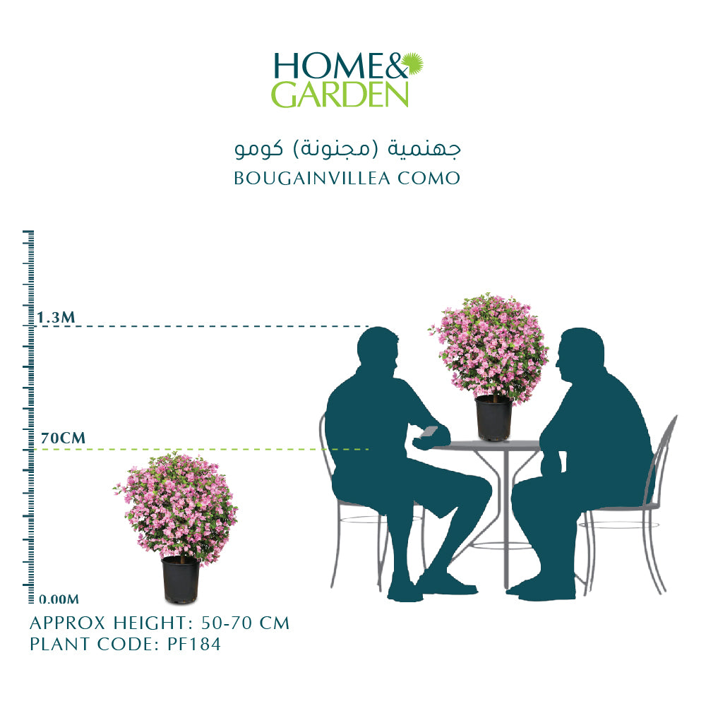 BOUGAINVILLEA COMO SMALL جهنمية (مجنونة)