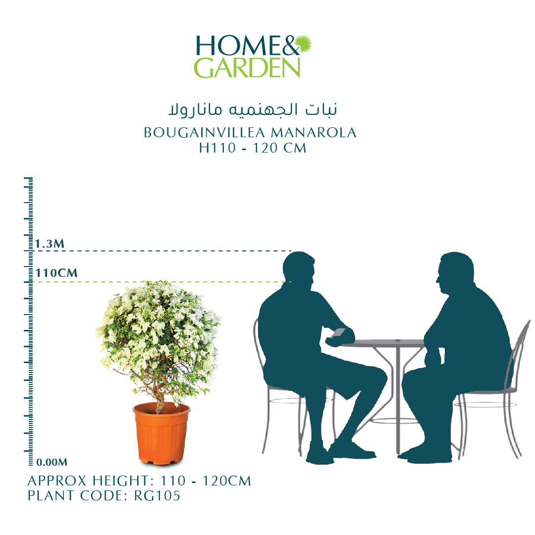 BOUGAINVILLEA MANAROLA H90 CM - جهنمية (مجنونة) منارولا