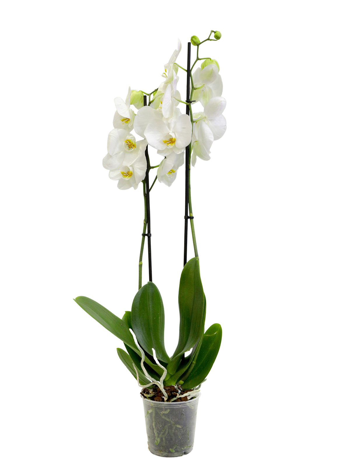 WHITE ORCHID IN CHAMPAGNE CERAMIC POT (DYE-CUT STICKER OPTION AVAILABLE) - أوركيد أبيض في حوض سيراميك بلون الشامبين (خيار ملصق بقصّ مخصص متاح)