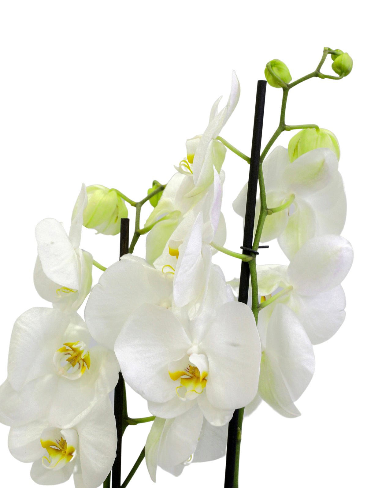 WHITE ORCHID IN CHAMPAGNE CERAMIC POT (DYE-CUT STICKER OPTION AVAILABLE) - أوركيد أبيض في حوض سيراميك بلون الشامبين (خيار ملصق بقصّ مخصص متاح)