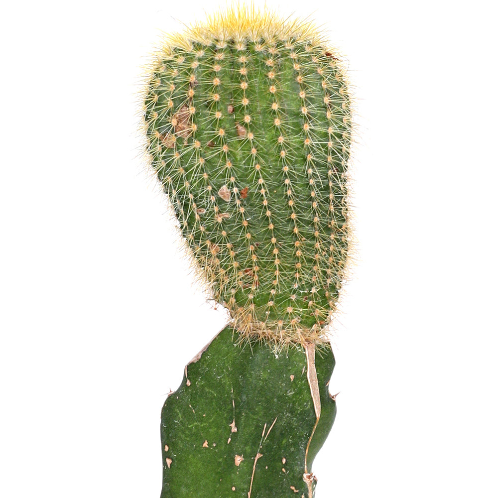 GYMNOCALYCIUM MIXED GEENT H30 جيمنوكاليسيوم