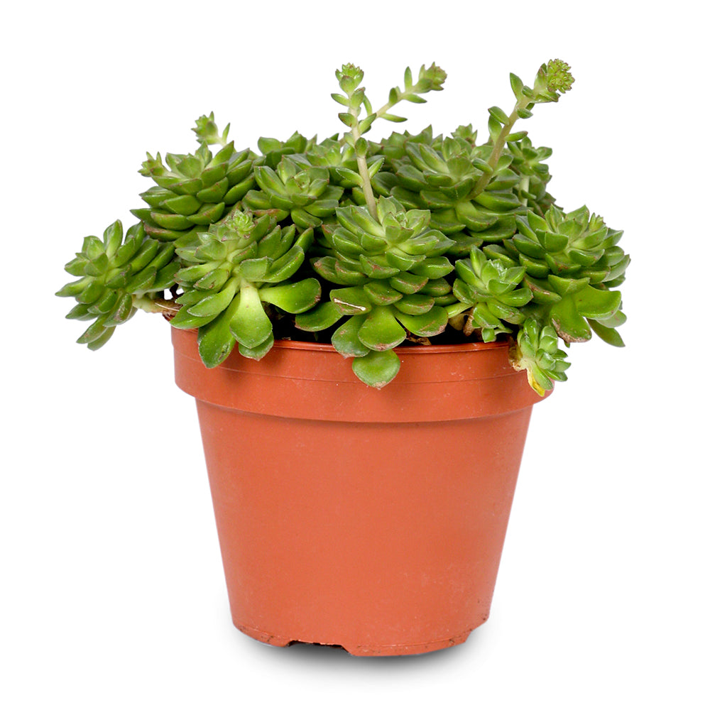 ECHEVERIA AFFINIS H20 إشفيريا أفينيس