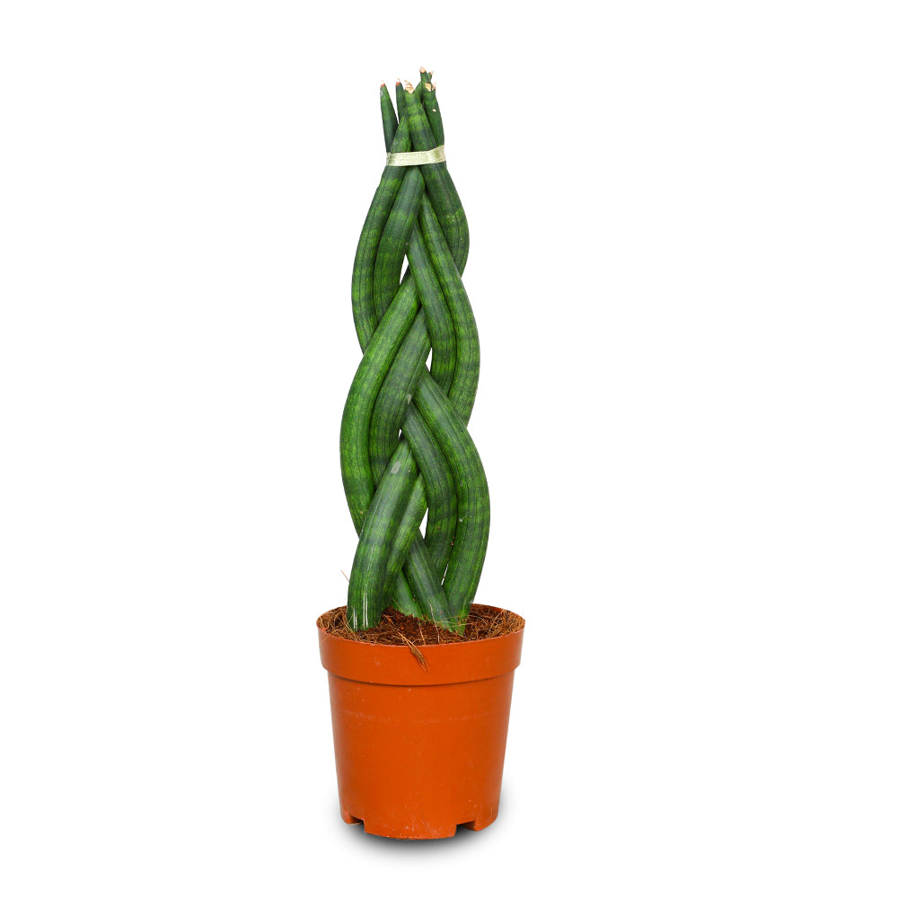 SANSEVIERIA CYLINDRICA TWISTER سانسيفيريا