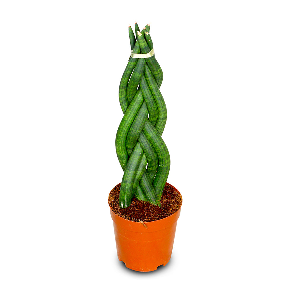 SANSEVIERIA CYLINDRICA TWISTER سانسيفيريا