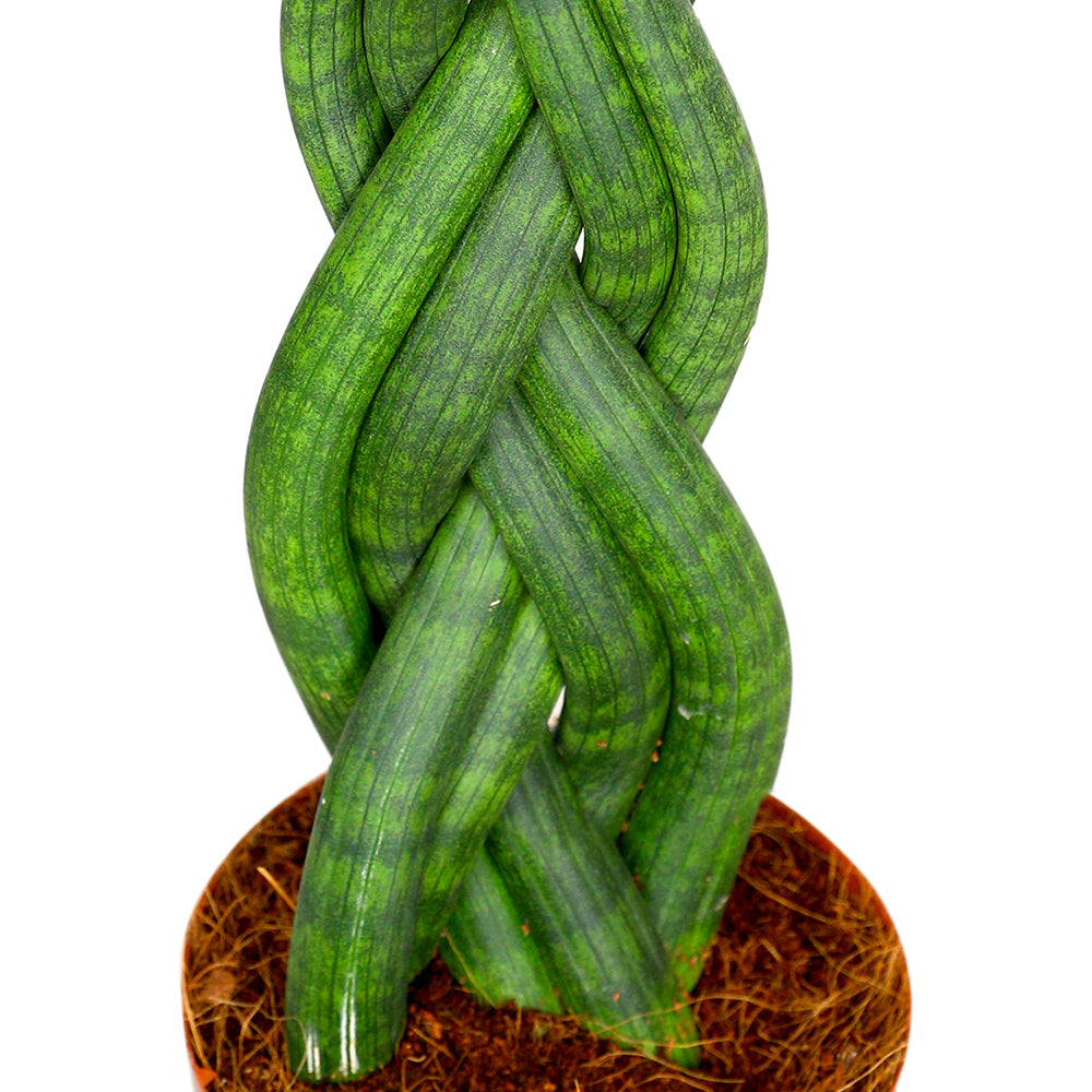 SANSEVIERIA CYLINDRICA TWISTER سانسيفيريا