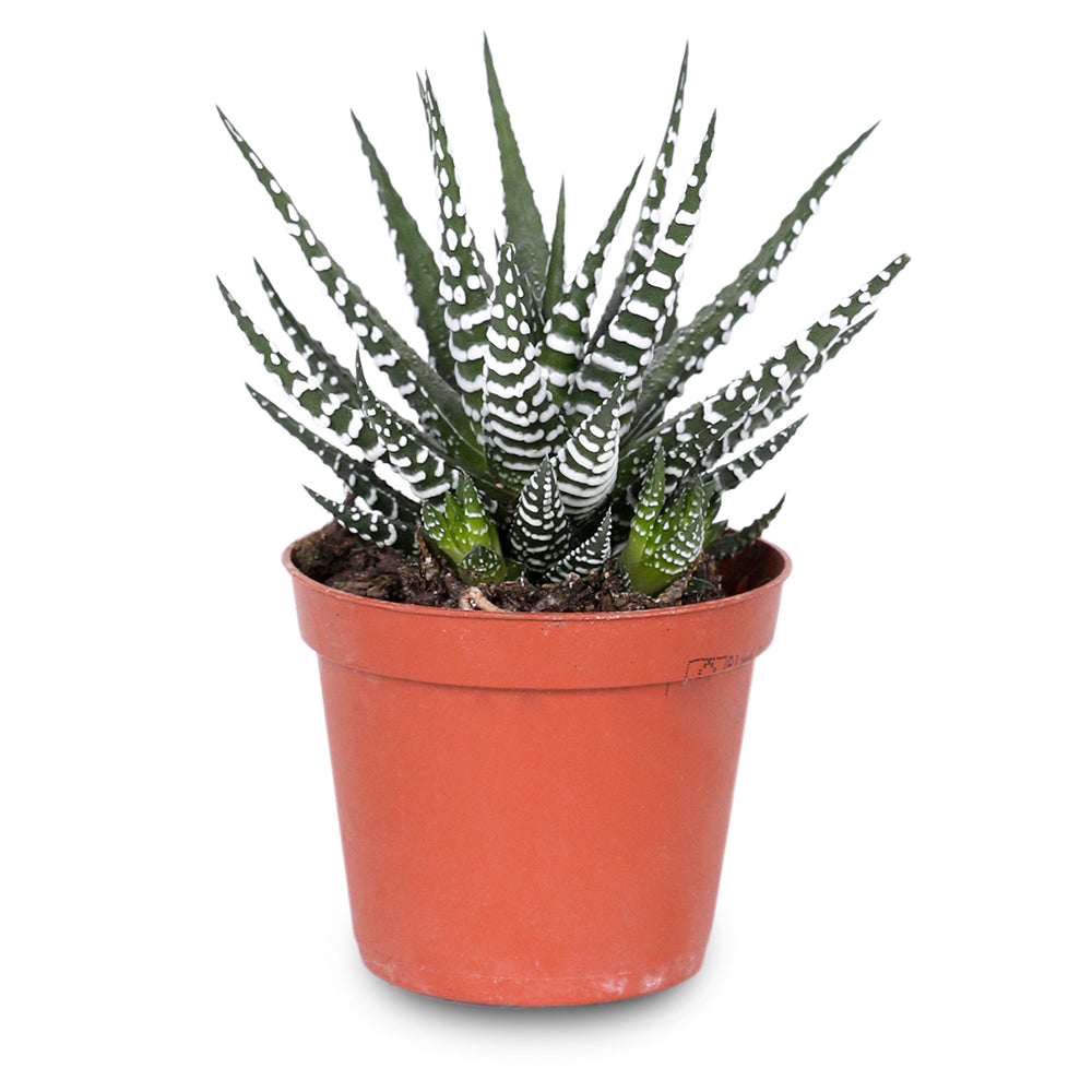 HAWORTHIA FASCIATA BIG BAND H17 هاوورثيا فاسياتا بيج باند