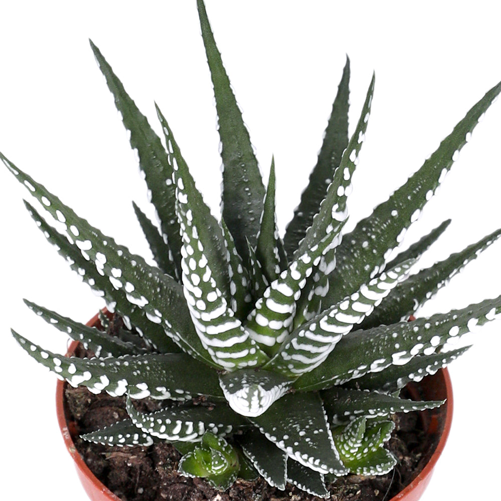 HAWORTHIA FASCIATA BIG BAND H17 هاوورثيا فاسياتا بيج باند