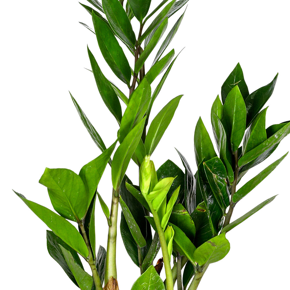 ZAMIOCULACAS ZAMIIFOLIA H50 نبات زاميوكولاكاس زاميفوليا