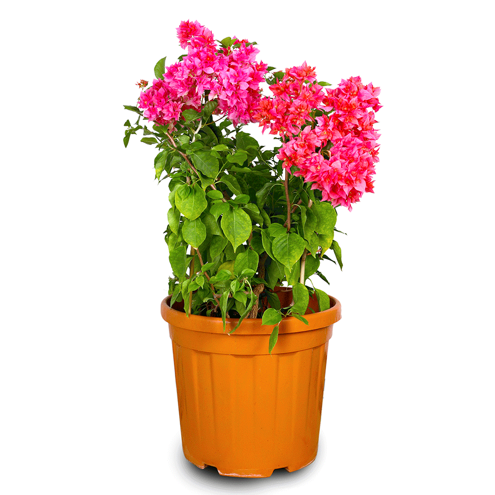 BOUGAINVILLEA FORTE DEI MARMI 35L جهنمية (مجنونة) فورت دي مارمي
