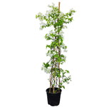 BOUGAINVILLEA CREEPER 1.5 MTR جهنمية (مجنونة)