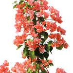 BOUGAINVILLEA ROMA 1 METER [جهنمية [مجنونة