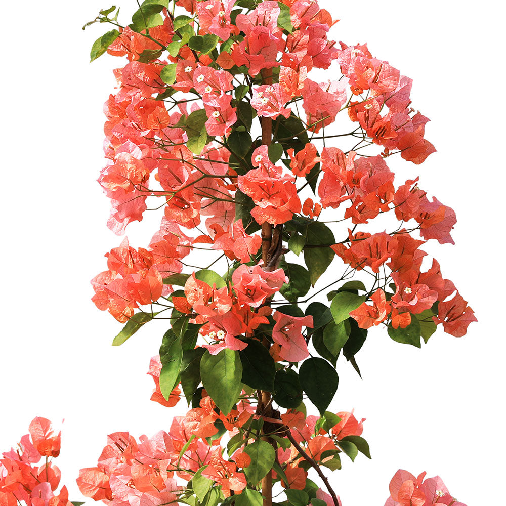 BOUGAINVILLEA ROMA 1 METER [جهنمية [مجنونة