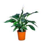 SPATHIPHYLLUM SWEET LAURETTA سباثيفيلوم