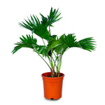 LIVISTONIA ROTUNDIFOLIA ليفيستونيا