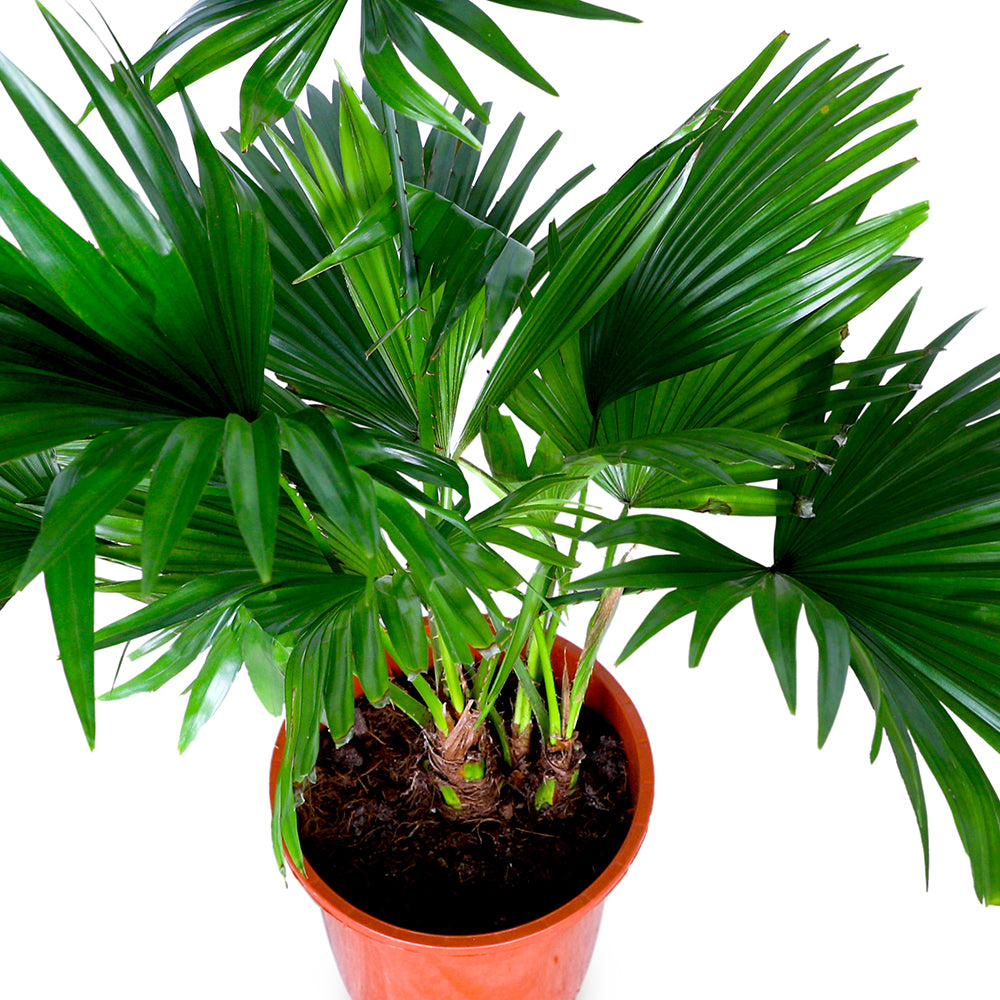 LIVISTONIA ROTUNDIFOLIA ليفيستونيا