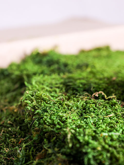 PRESERVE FLAT MOSS BOX (2.5 KG)-نباتات مجففة في علبة (ارضية) (2.5 كجم)