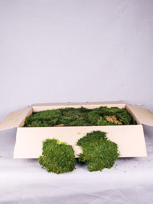 PRESERVE FLAT MOSS BOX (2.5 KG)-نباتات مجففة في علبة (ارضية) (2.5 كجم)