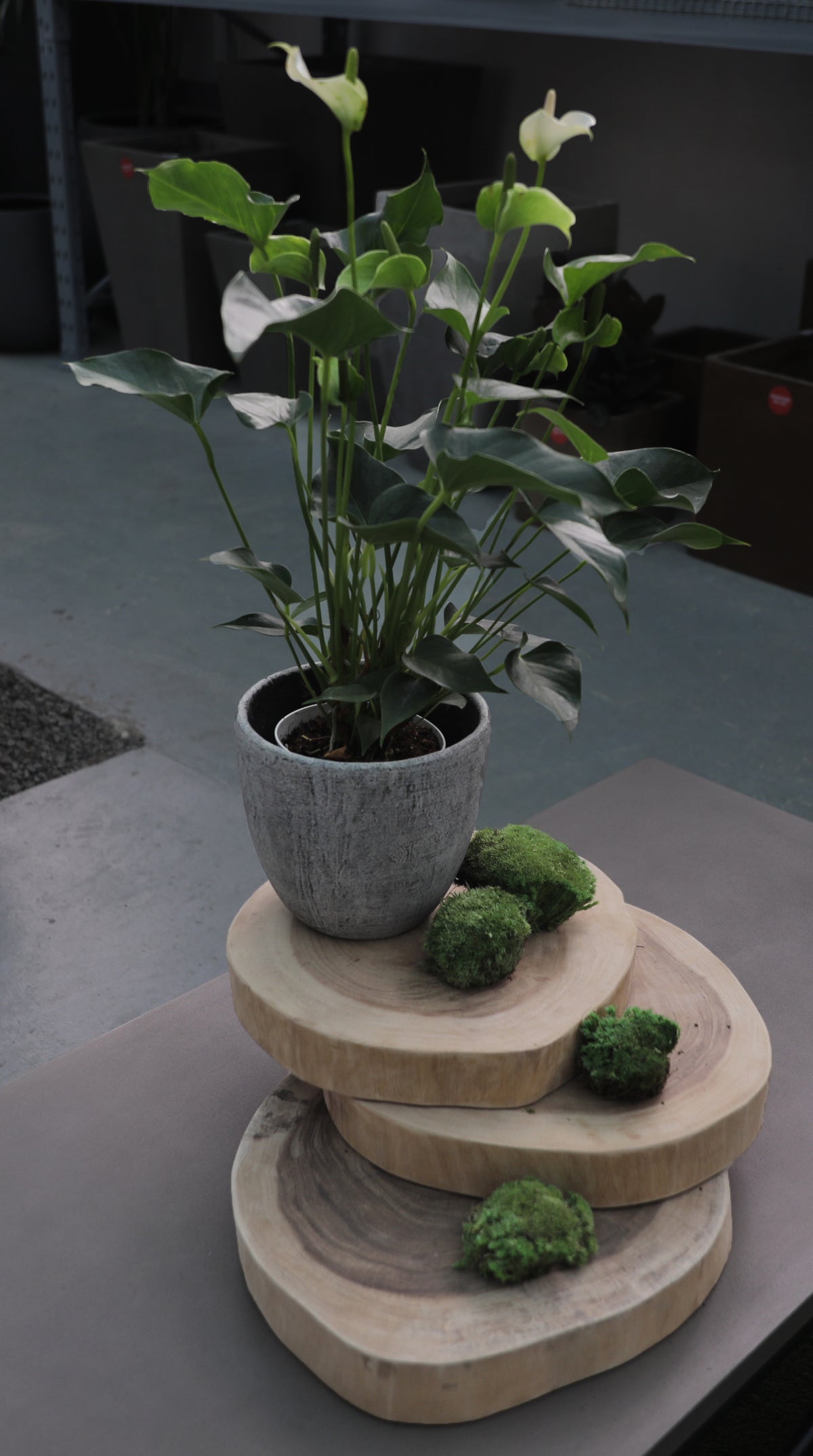 WOODEN STEPPING PANEL - لوح خشبي للممرات