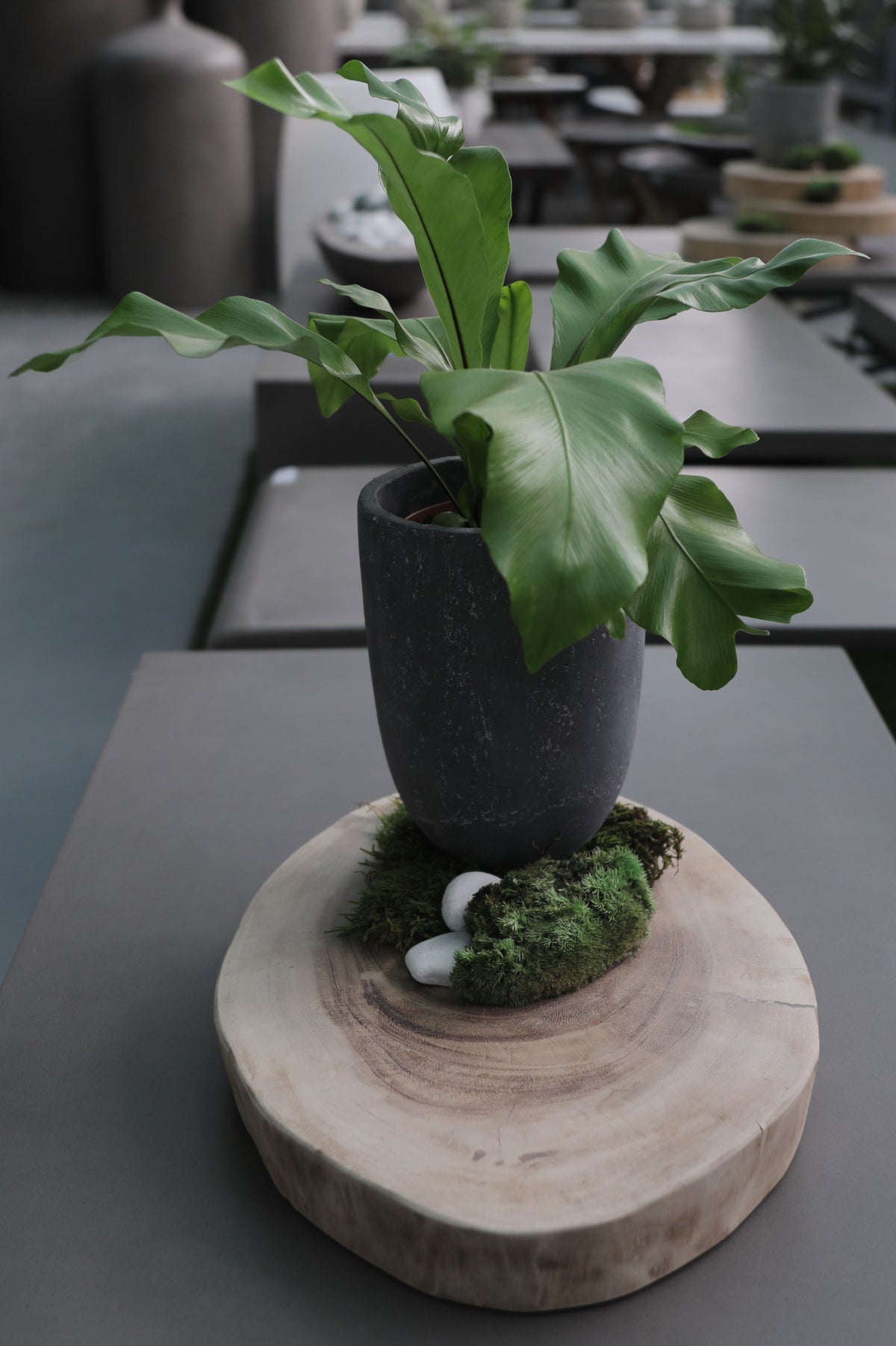 WOODEN STEPPING PANEL - لوح خشبي للممرات