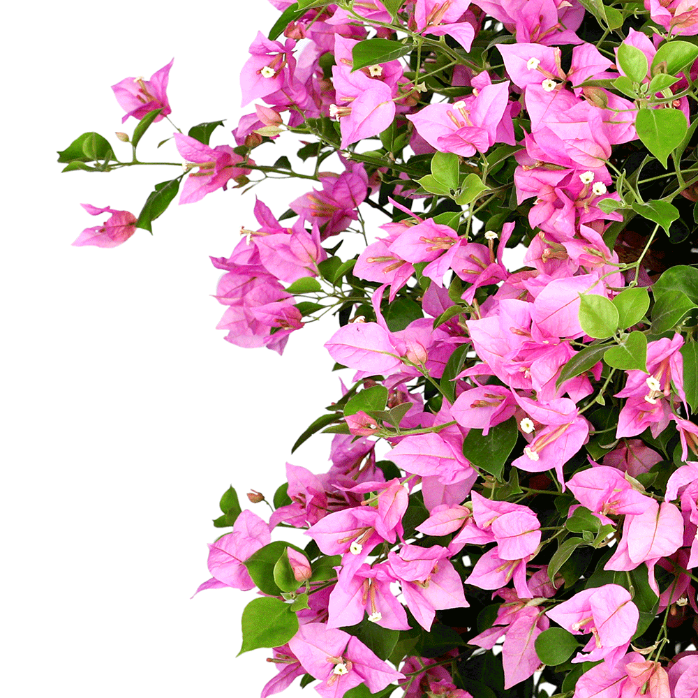 BOUGAINVILLEA COMO SMALL جهنمية (مجنونة)