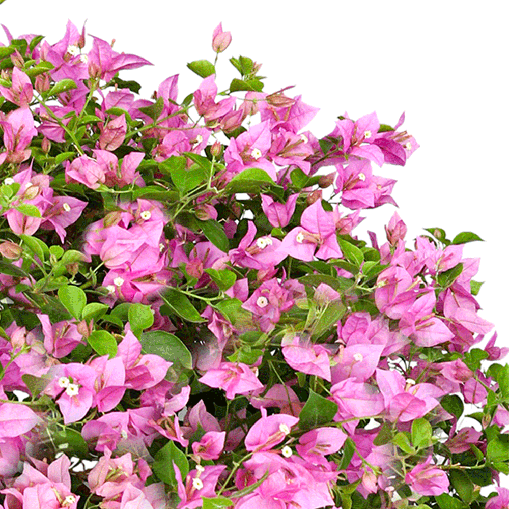 BOUGAINVILLEA COMO SMALL جهنمية (مجنونة)