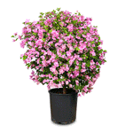 BOUGAINVILLEA COMO SMALL جهنمية (مجنونة)