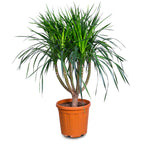 DRACAENA DRACO BRANCHED - دراسينا دراكو