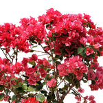 BOUGAINVILLEA SICILY 1M جهنمية (مجنونة) سيسلى