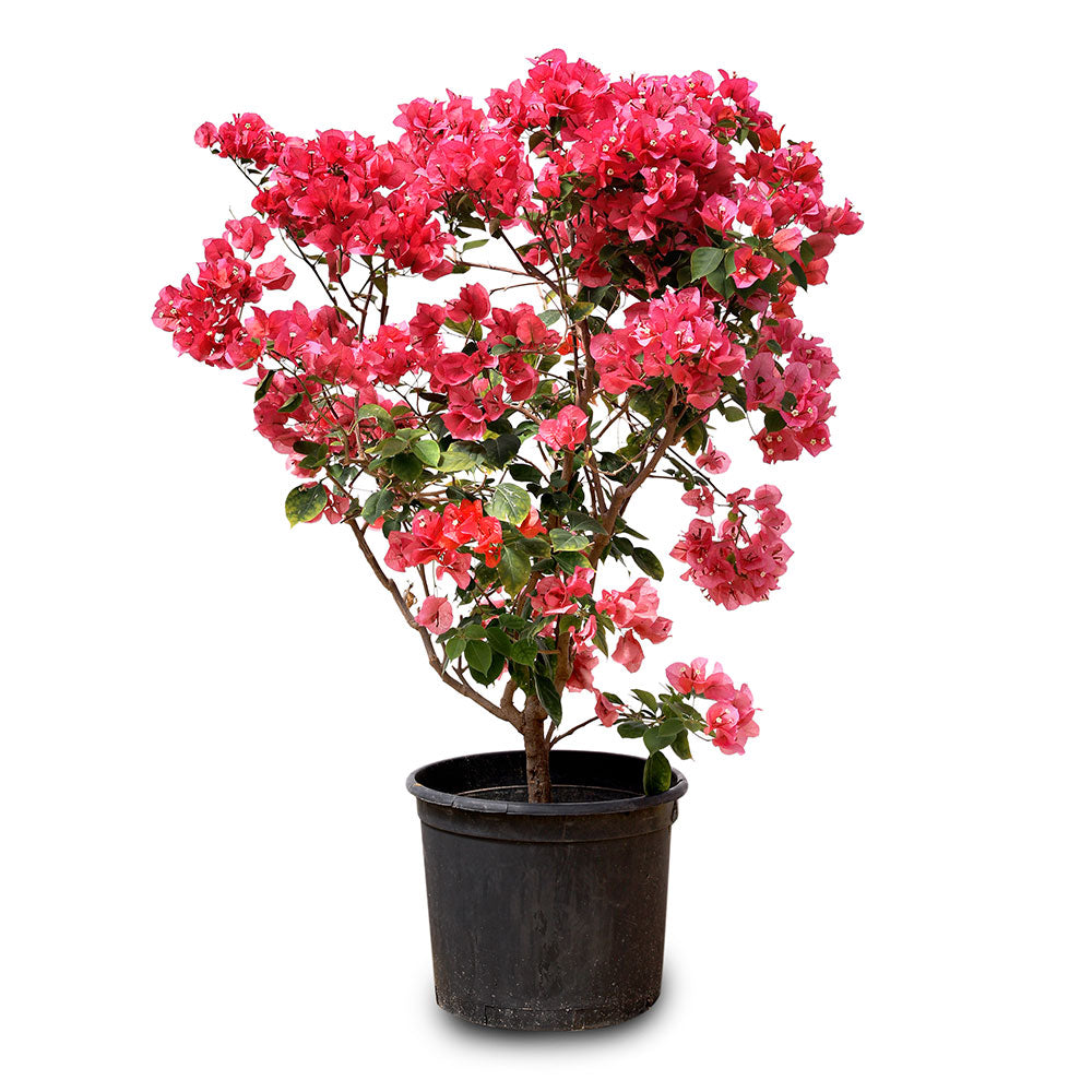 BOUGAINVILLEA SICILY 1M جهنمية (مجنونة) سيسلى