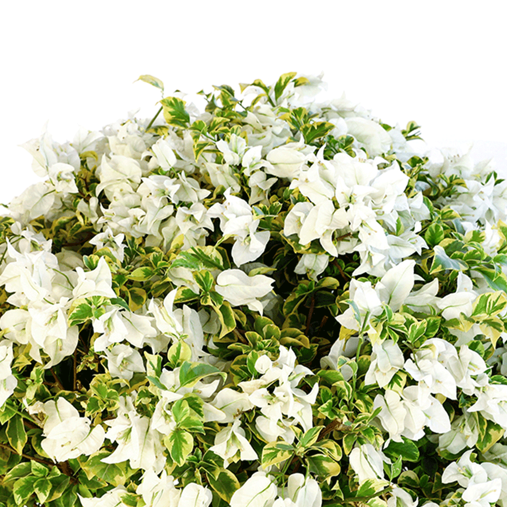 BOUGAINVILLEA MANAROLA H90 CM - جهنمية (مجنونة) منارولا