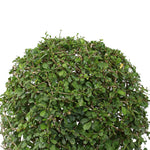 CARMONA MICROPHYLLA BALL SHAPE كارمونا كروية