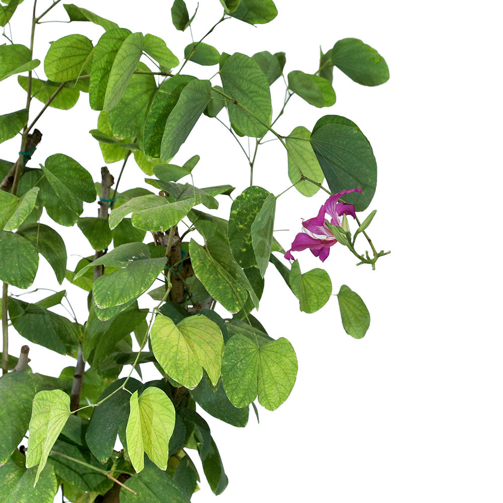 BAUHINIA PURPUREA	بوهينيا البنفسجية
