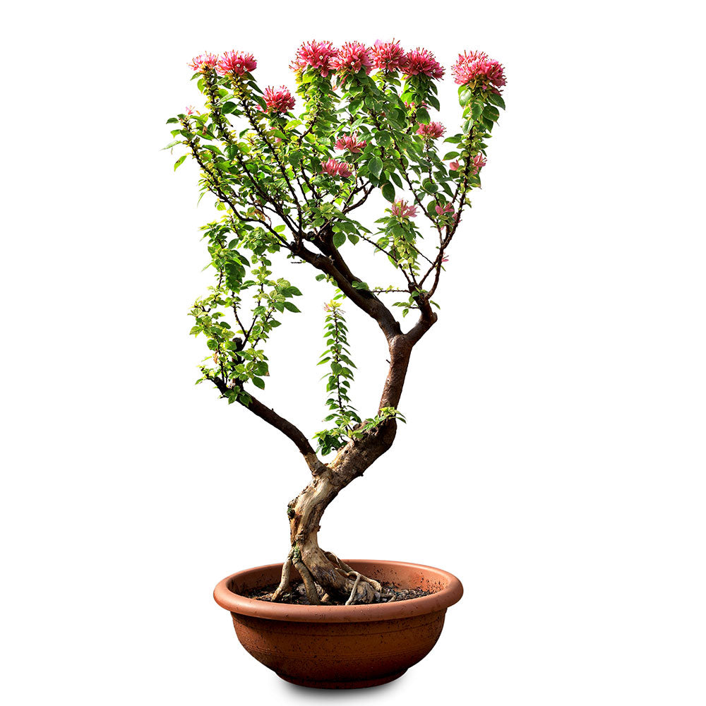 BOUGAINVILLEA CATANIA BONSAI SMALL نبات جهنمية {مجنونة} بونساي