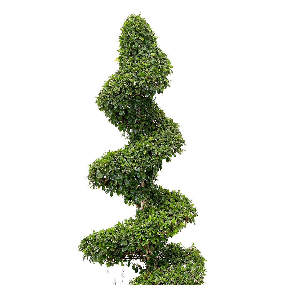 CARMONA MICROPHYLLA SPIRAL كارمونا حلزوني